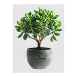 Gardenbox Para Ağacı Çiçeği Crassula Ovata, 15-25 cm, Canlı Bitki, Formlu Saksı