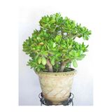 Gardenbox Para Ağacı Çiçeği Yeşim Bitkisi Crassula Ovata Fidanı, 20-25cm, Yeşil