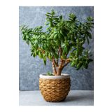 Gardenbox Para Çiçeği (20 40 CM)1 Adet Saksılı Iç Mekan Bitkisi Crassula Ovata