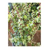 Gardenbox Para Çiçeği Fidanı, 15-35 cm, Saksılı, Yeşil