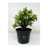 Gardenbox Para Yeşim Çiçeği, 15-30 cm Saksılı, Bonsai Yapımına Uygun Salon Çiçeği