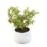 Gardenbox Para Yeşim Çiçeği, 20-30 cm, Saksılı, Bonsai Yapımına Uygun, Ofis Çiçeği