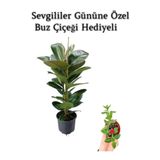 Gardenbox Parlak Canlı Yapraklı Kauçuk Bitkisi, Buz Çiçeği Hediyeli