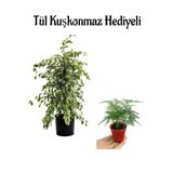 Gardenbox Parlak Yapraklı Alacalı Benjamin Bitkisi, Kadınlar Gününe Özel Tül Kuşkonmaz Hediyeli