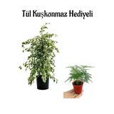 Gardenbox Parlak Yapraklı Alacalı Benjamin Bitkisi, Kadınlar Gününe Özel Tül Kuşkonmaz Hediyeli