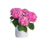 Gardenbox Pastel Pembe Ortanca Fidanı 10-30 cm, Hydrangea Macrophylla