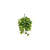 Gardenbox Patos Sarmaşık Askılı, İç Mekan Bitkileri