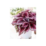 Gardenbox Pembe Alaca Yapraklı Begonya Rex Tango Begonia, İç Mekan Bitkisi