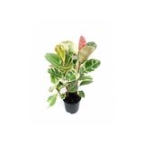 Gardenbox Pembe Alacalı Kauçuk Çiçeği, 2'li Set, 95-100cm, İç Mekan Bitkisi