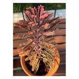 Gardenbox Pembe Aşkın Gözyaşı Çiçeği, 10-20 cm, Saksılı
