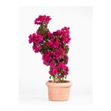 Gardenbox Pembe Begonvil Çiçeği, 25-50 cm, 1 Adet Saksılı Bahçe Balkon Bitkisi