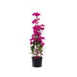Gardenbox Pembe Begonvil Çiçeği 40-80 cm, Mor Lavanta Fidanı Bahçe Bitkisi