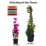 Gardenbox Pembe Begonvil Çiçeği Fidanı + Sarı Yasemin Fidanı 2'li Bahçe Peyzaj Seti