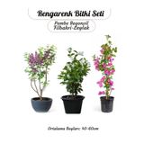 Gardenbox Pembe Begonvil, Filbahri Ağaç Şakayığı, Kokulu Leylak Çiçeği Bahçe Seti, 40-60cm