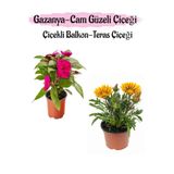 Gardenbox Pembe Cam Güzeli + Sarı Gazanya Çiçeği Saksılı Set, 10-20 cm