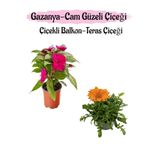 Gardenbox Pembe Cam Güzeli ve Turuncu Gazanya Çiçeği Saksılı Set, 10-20 cm