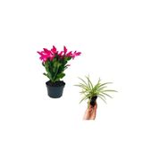 Gardenbox Pembe Çiçeği Hediyeli, Kurdele Çiçeği, İç Mekan Bitkisi