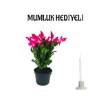 Gardenbox Pembe Çiçeği, Helen Mini Saksı, Hediyelik