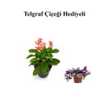 Gardenbox Pembe Çiçekli Milli Dikenler Tacı Kaktüs, Telgraf Hediyeli