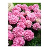 Gardenbox Pembe Çiçekli Ortanca Fidanı, 30-55 cm, Tüplü, Pink Hydrangea