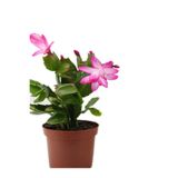 Gardenbox Pembe Çiçekli Yılbaşı Çiçeği, 10-20 cm, İç Mekan Salon Bitkisi, Rhipsalidopsis