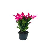 Gardenbox Pembe Çiçekli Yılbaşı Çiçeği, Tül Kuşkonmaz Hediyeli, İç Mekan Bitkisi