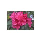 Gardenbox Pembe Çiçekli Zakkum Fidanı, 40-65 cm, Tüplü, Pink Oleander