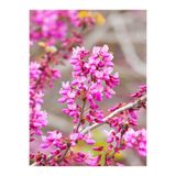 Gardenbox Pembe Erguvan Ağacı Fidanı, Saksılı, 40-70 cm