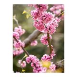 Gardenbox Pembe Erguvan Ağacı Fidanı, Saksılı, 50-70 cm