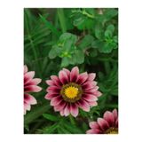 Gardenbox Pembe Gazanya Çiçeği Fidanı, 10 Adet, 25-45 cm, Saksılı Bodur Bitkiler