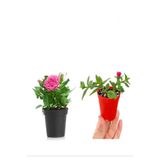 Gardenbox Pembe Gül Fidanı, 10-20 cm, Buz Çiçeği Hediyeli, Dış Mekan Bitkileri Seti