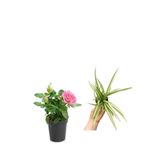 Gardenbox Pembe Gül Fidanı + Kurdele Çiçeği, 10-20 cm, Saksılı, Çok Renkli, 2'li Set