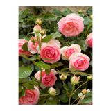 Gardenbox Pembe Gül Fidanı, Yediveren Sarmaşık, Mis Kokulu, 70-110 cm, 3 Adet Saksılı