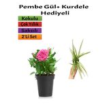 Gardenbox Pembe Gül, Kurdela Çiçeği Hediyeli, Saksılı Dış Mekan Bitkisi, 2'li Set