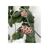 Gardenbox Pembe Hoya Mum Çiçeği, 10-15 cm, Saksılı, İç Mekan Bitkisi
