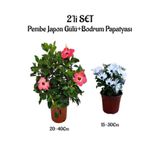 Gardenbox Pembe Japon Gülü Çiçeği + Beyaz Bodrum Papatyası 2'li Peyzaj Seti