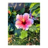 Gardenbox Pembe Japon Gülü Çiçeği Fidanı, 40-45 cm Saksılı, Çok Renkli, Dış Mekan Bitkileri