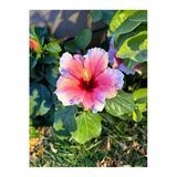 Gardenbox Pembe Japon Gülü Çiçeği Fidanı, 40-45 cm Saksılı, Çok Renkli, Dış Mekan Bitkileri
