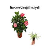 Gardenbox Pembe Japon Gülü (Hibiscus Rosa) Kurdele Çiçeği Hediyeli
