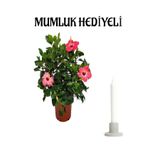 Gardenbox Pembe Japon Gülü (Hibiscus Rosa) Mumluk Hediyeli