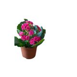 Gardenbox Pembe Kalanşo Çiçeği, Kaktüs Hediyeli, İç Mekan Bitkisi