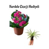 Gardenbox Pembe Kalanşo (Kalanchoe) Çiçeği, Hediyelik Kurdele Çiçeği