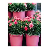Gardenbox Pembe Kokulu Karanfil Fidanı, 1 Adet Saksılı, 15-30 cm, Salon Bitkisi