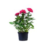 Gardenbox Pembe Kokulu Yediveren Gül Fidanı Saksılı, 50-70 cm, Dış Mekan