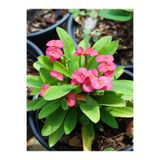 Gardenbox Pembe Milli Dikenler Tacı Dolgun Çiçekli Saksılı 20-40 cm Euphorbia