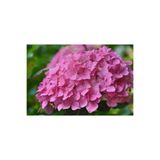 Gardenbox Pembe Ortanca Fidanı Saksılı, 80-100 cm, Büyük Boy