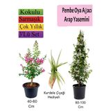 Gardenbox Pembe Oya Ağacı, Arap Yasemini, Kurdele Çiçeği Hediyeli, 3'lü Set, Çok Renkli
