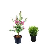 Gardenbox Pembe Oya Ağacı Fidanı 50-70cm + Çalı Şimşiri 30-40cm 2li Set Dış Mekan Bitkisi