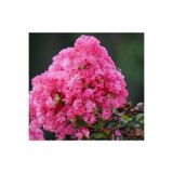 Gardenbox Pembe Oya Ağacı Fidanı, 60 cm Saksılı