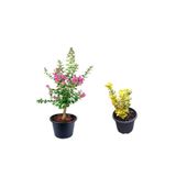 Gardenbox Pembe Oya Ağacı Fidanı + Altuni Taflan 2'li Set, Saksılı Bahçe Bitkisi, Çok Renkli